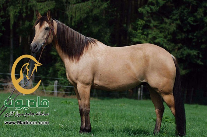 نقش اسب از دیدگا ه های مختلف