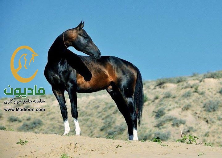 تیره های اسب ترکمن