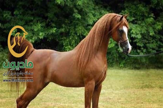 مادیون نیوز_اسب عرب
