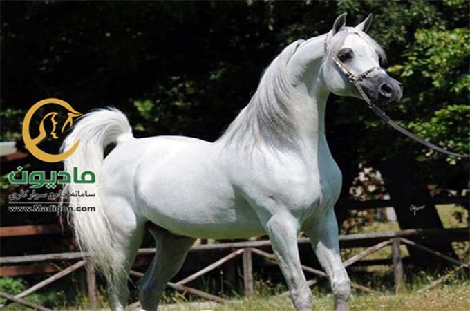 مادیون نیوز_مشکلات مالی فعالیت سوارکاران خراسان‌رضوی را با موانع زیادی روبه‌رو کرده است