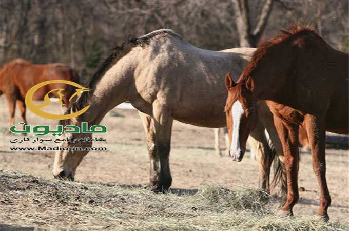 مادیون نیوز_بیماری های رشدی استخوان