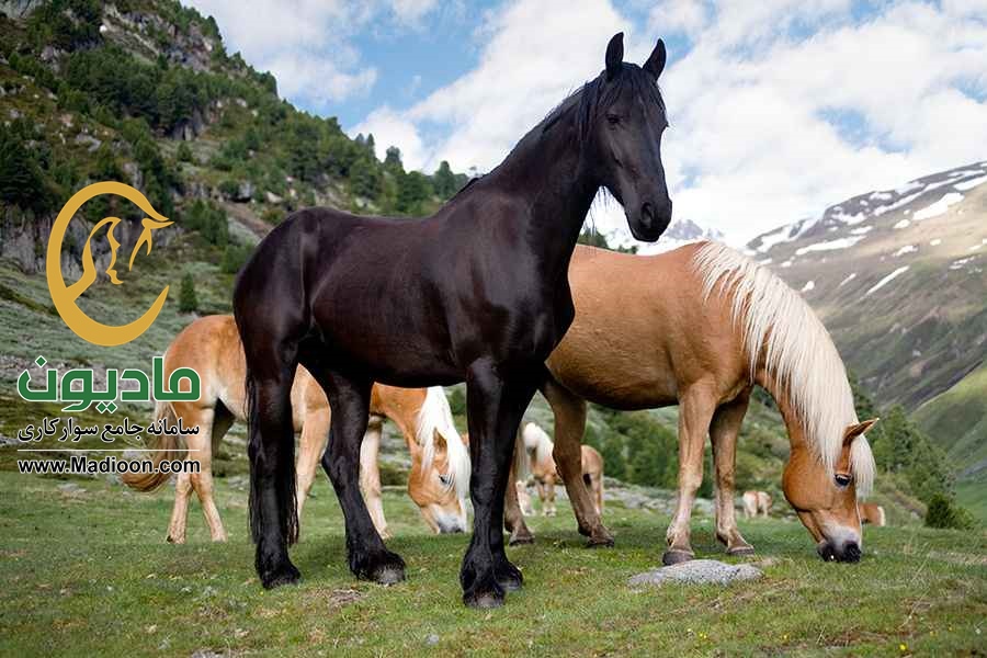 طبقه های نژاد های اسب
