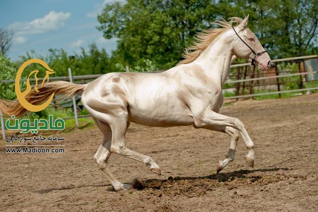 توسعه ی صادرات اسب و فراورده های آن بخش سوم )