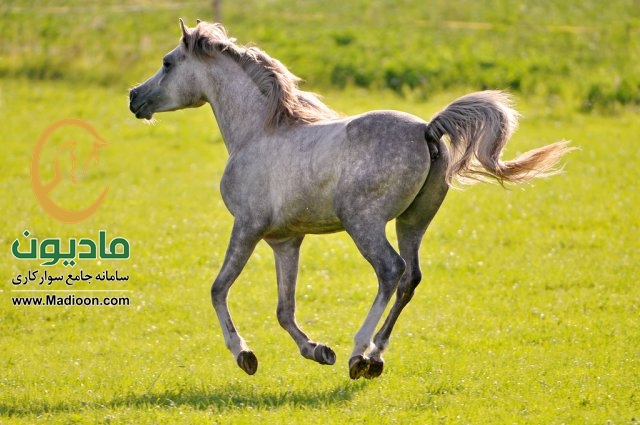 علف های هزر سمی برای اسب ها ( بخش اول )
