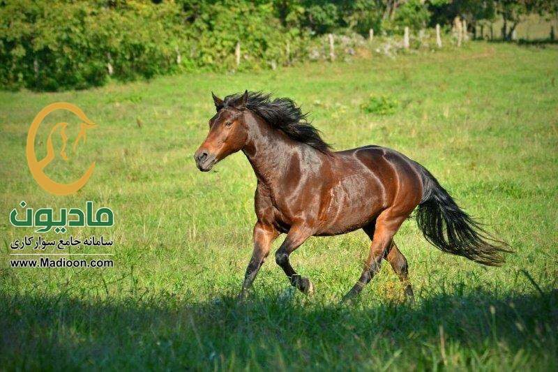 تغذیه اسب های چاق