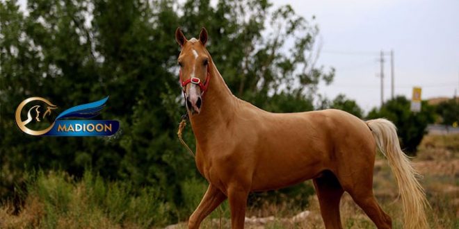 نام اسب و نام ایران