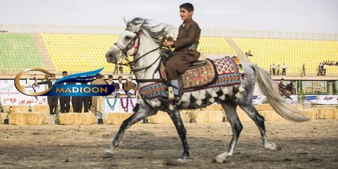 نژاد اسب کرد به نام کرمانشاه ثبت خواهد شد