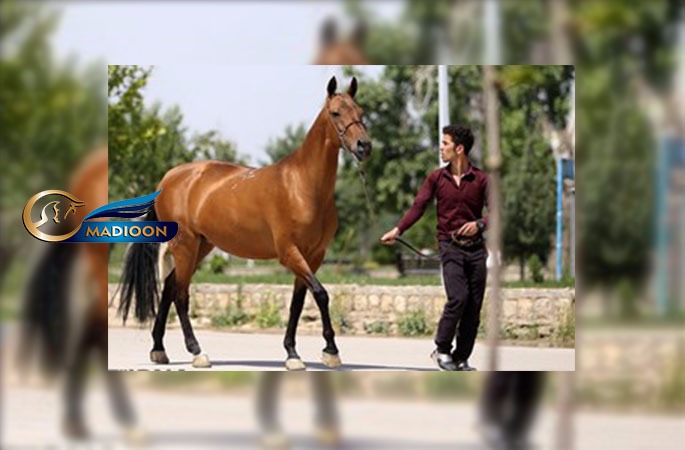 تمرکز بر به‌نژادی