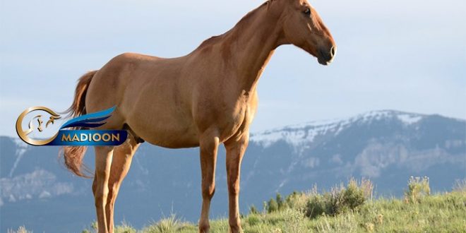 نعل بندی و دلایل آن