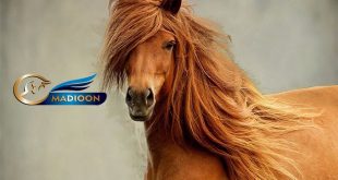 قبول کردن آبخوري (دهنه) و اهميت تعادل در سوارکاري