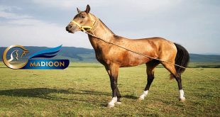 احتیاجات انرژی برای تولید مثل