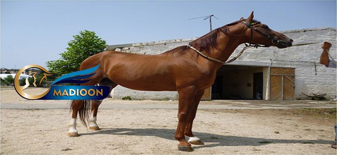 لنگش اسب ( بخش دوم )