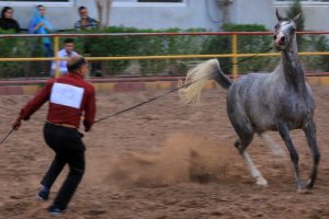 بکش بکش اسب‌ها بین جهادکشاورزی و فدراسیون سوارکاری