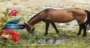 حضور نمایندگان خراسان شمالی در سومین جشنواره ملی اسب ترکمن پایتخت