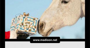 4 هدیه برای اسبتان