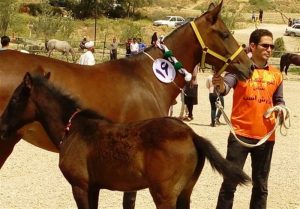 برگزاری جشنواره 8 شهرستان جنوب کشور در لارستان
