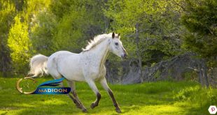 مادیون مرجع اخبار سوارکاری