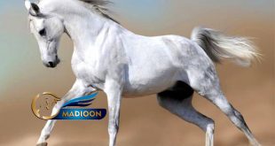 مادیون مرجع اخبار سوارکاری