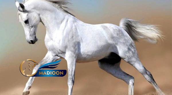 مادیون مرجع اخبار سوارکاری