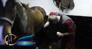 مادیون مرجع اخبار سوارکاری