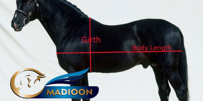 مادیون مرجع اخبار سوارکاری
