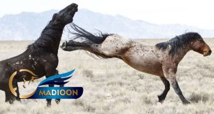 مادیون مرجع اخبار سوارکاری