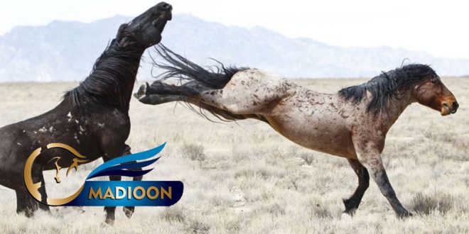 مادیون مرجع اخبار سوارکاری