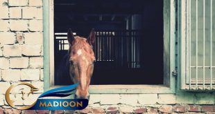 مادیون مرجع اخبار سوارکاری
