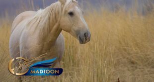 مادیون مرجع اخبار سوارکاری