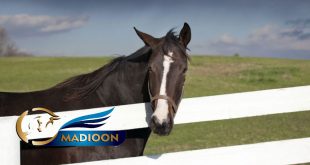 مادیون مرجع اخبار سوارکاری