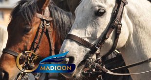 مادیون مرجع اخبار سوارکاری