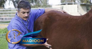 مادیون مرجع اخبار سوارکاری