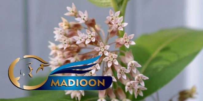 مادیون مرجع اخبار سوارکاری