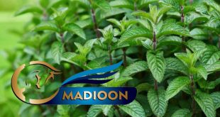 مادیون مرجع اخبار سوارکاری