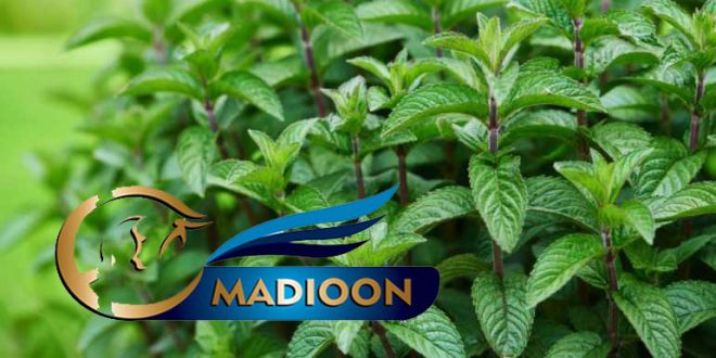 مادیون مرجع اخبار سوارکاری