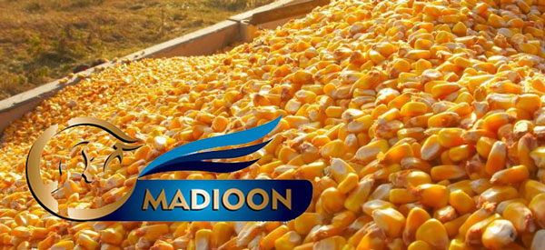 مادیون مرجع اخبار سوارکاری