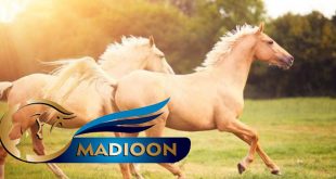 مادیون مرجع اخبار سوارکاری