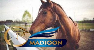 مادیون مرجع اخبار سوارکاری