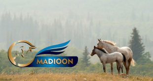 مادیون مرجع اخبار سوارکاری