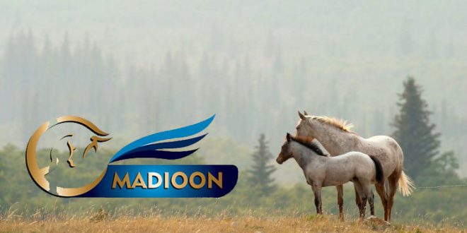 مادیون مرجع اخبار سوارکاری