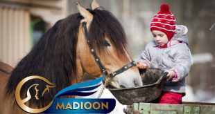 مادیون مرجع اخبار سوارکاری