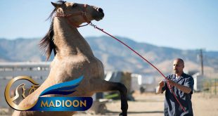 مادیون مرجع اخبار سوارکاری