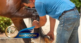مادیون مرجع اخبار سوارکاری