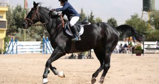 مادیون مرجع اخبار سوارکاری
