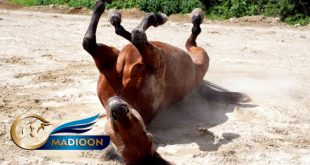 مادیون مرجع اخبار سوارکاری