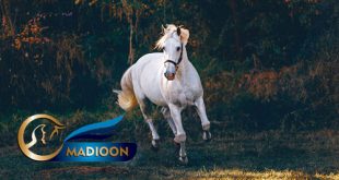 مادیون مرجع اخبار سوارکاری