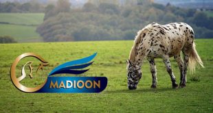 مادیون مرجع اخبار سوارکاری
