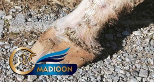 مادیون مرجع اخبار سوارکاری
