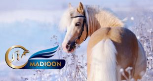 مادیون مرجع اخبار سوارکاری