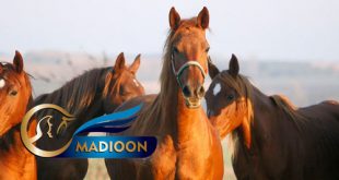 مادیون مرجع اخبار سوارکاری